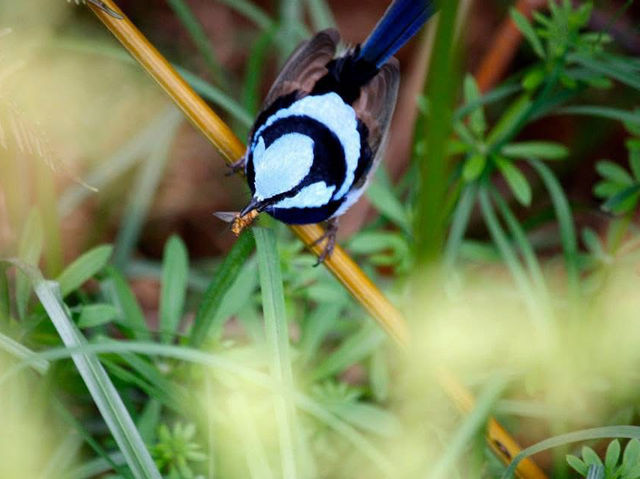 Why Bird Lovers Need to Visit Australia