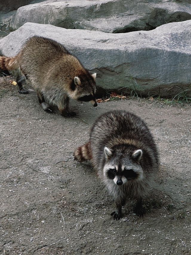 去了十次上海野生動物園的心得攻略。