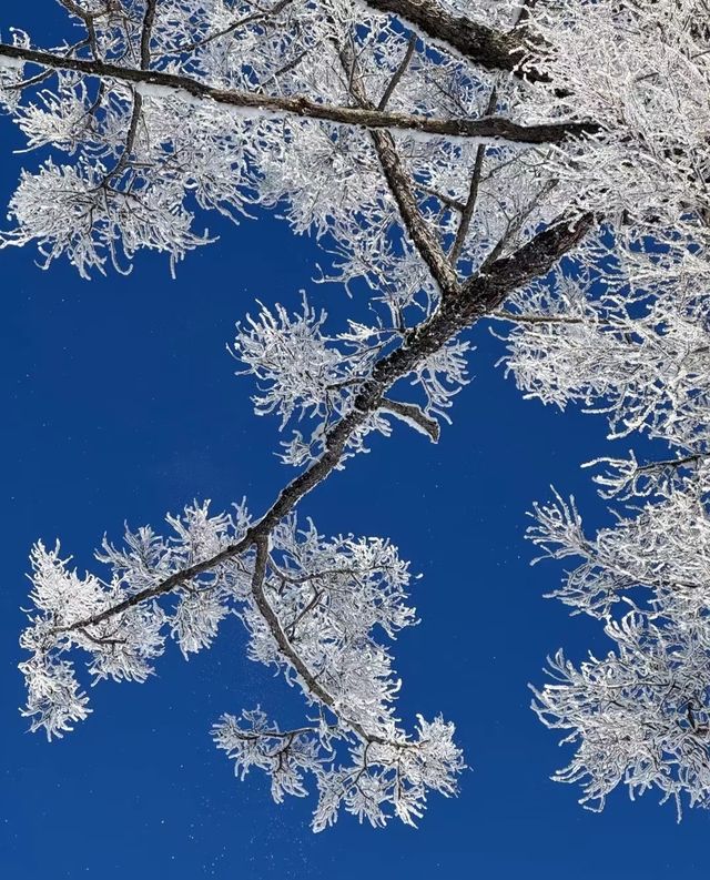 冬日喀納斯，夢幻雪國等你來