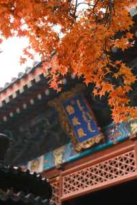 香山、碧雲寺與北京動物園一日遊