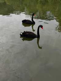 西雙版納曼聽公園