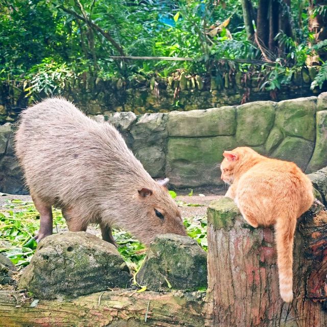 Just a normal day to Zoo Negara Malaysia 