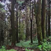 神木之鄉：阿里山森林遊樂園