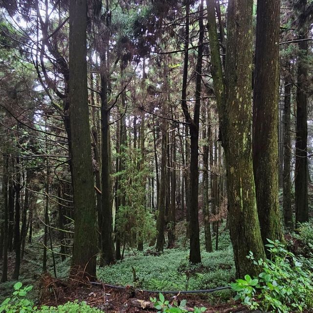 神木之鄉：阿里山森林遊樂園