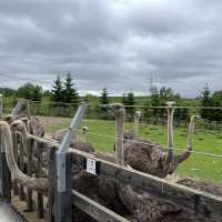 Niseko Ostrich Farm with fun aggressive birds, Niseko, Hokkaido 