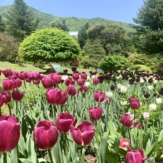 Nature’s Masterpiece: The Enchanting Garden of Morning Calm