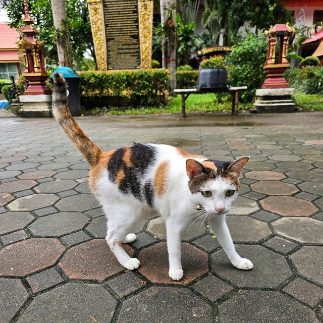 ไหว้พระธาตุผาเงา ที่เชียงราย