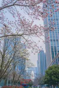 東方之門下的玉蘭花開盡顯蘇州的浪漫