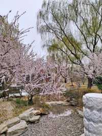 春天玩點花的 春到園林博物館