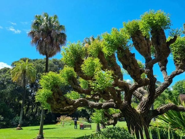 墨爾本皇家植物園