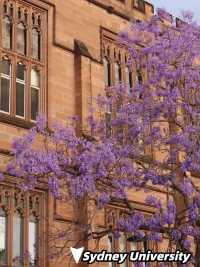 Where to See Jacarandas in Sydney