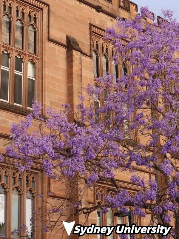 Where to See Jacarandas in Sydney