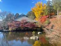 The Night Maple of Toji and the Ginkgo of Nishi Honganji are Amazing