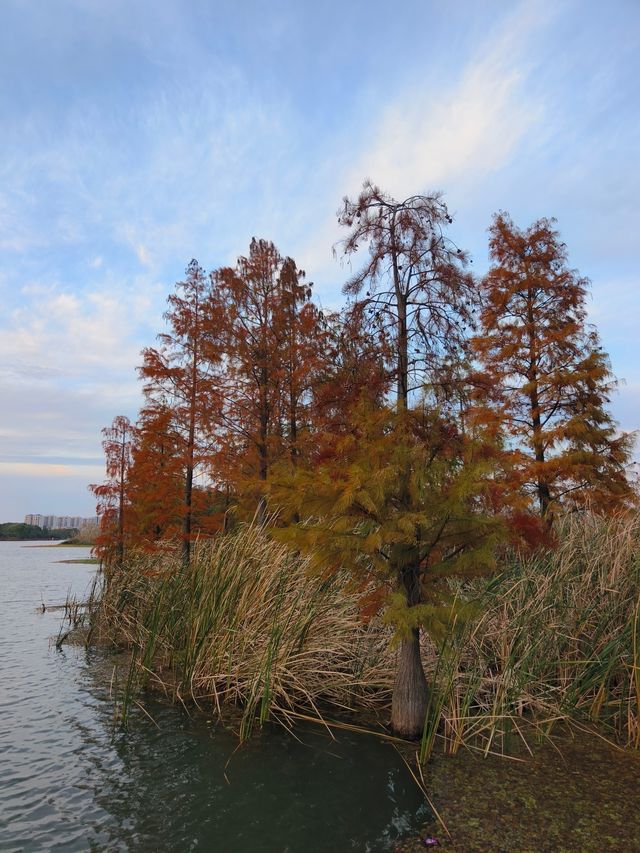 0元打卡蘇州小眾絕美公園秋景。