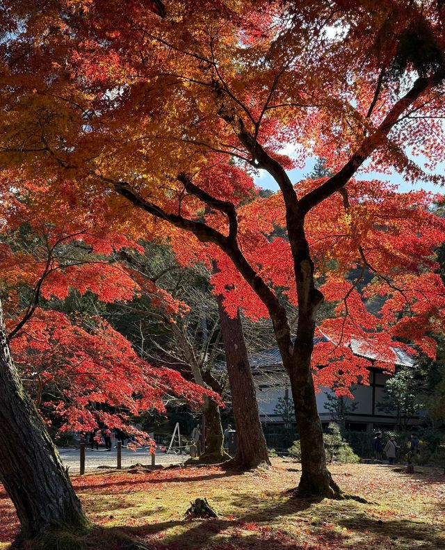 京都