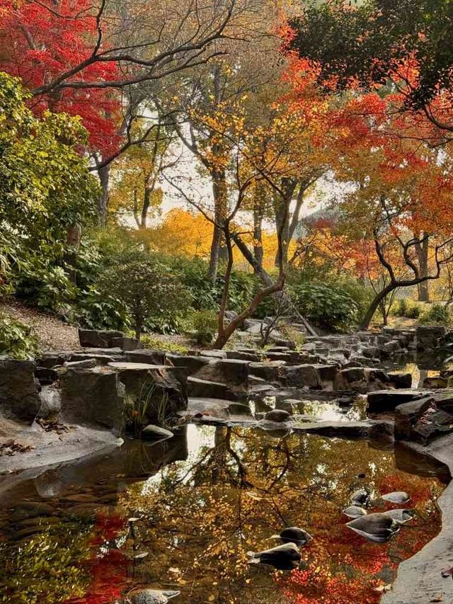 踏秋於虎丘山，尋找那最美的風景