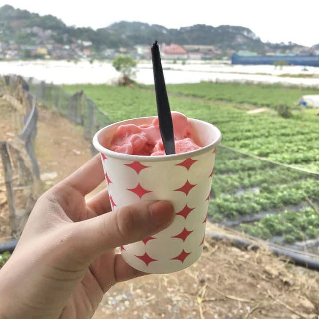 Visiting La Trinidad Strawberry Farm 🍓😋