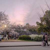 🇯🇵 Osaka castle park | Mesmerizing view of cherry blossom 🌸