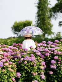 関西最大級の紫陽花☺️💠77000株の紫陽花の海💠☺️