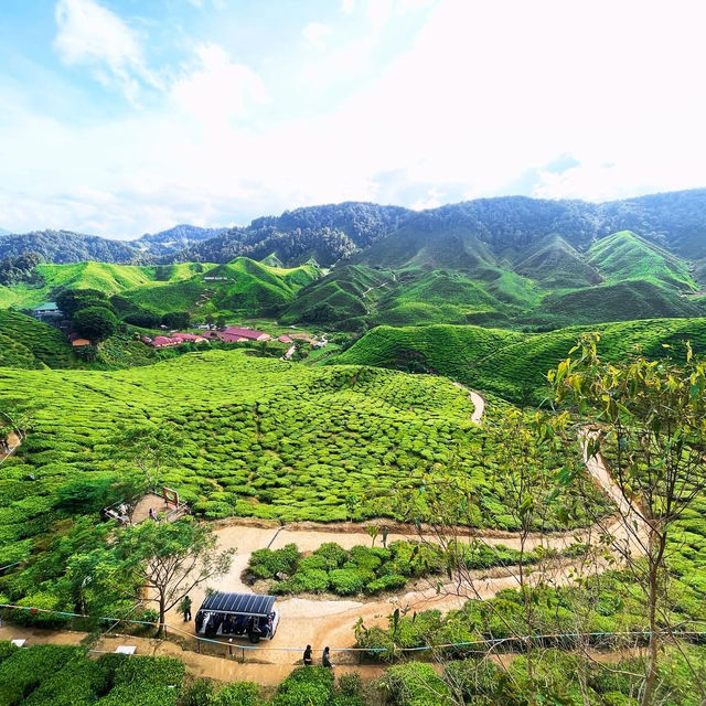 Steeped in Serenity: Bharat Tea Plantation, Cameron Highlands