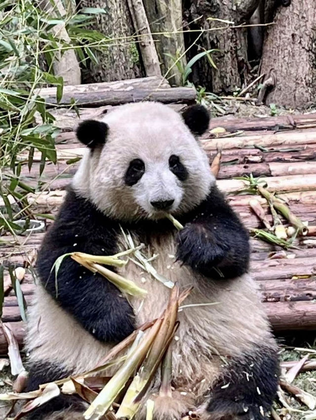 成都大熊貓🐼基地｜花花你在哪？