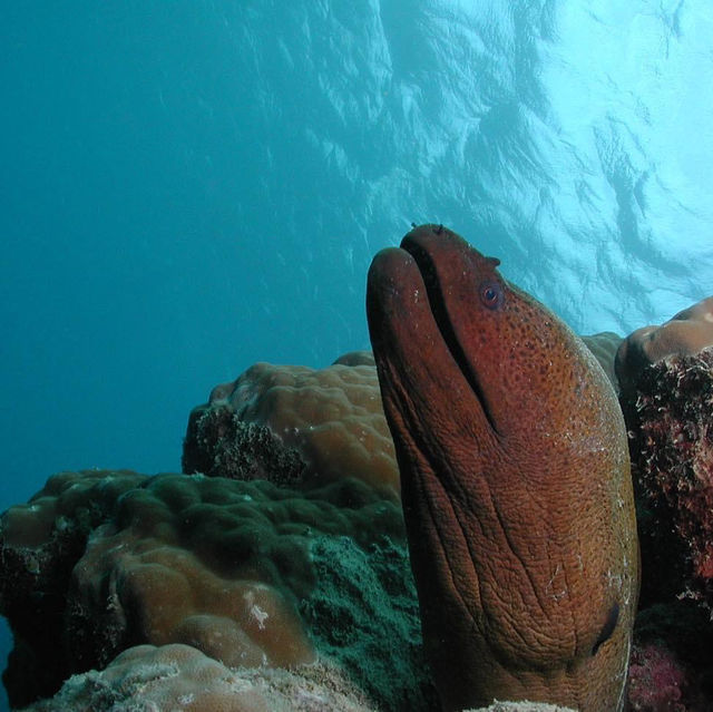 Great Barrier Reef, Queensland