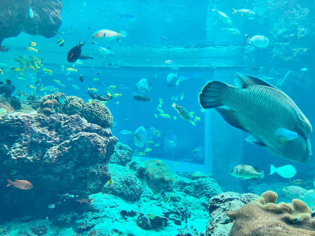 【沖縄🌺】ジンベエザメに会いに美ら海水族館へ𓇼𓆡𓆉𓇼𓆡𓆉