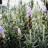 Purple Paradise: A Magical Day at Lavender Garden Cameron Highlands!