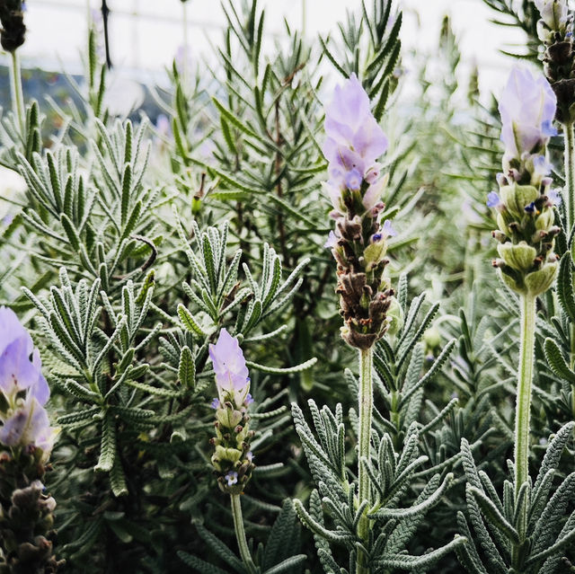 Purple Paradise: A Magical Day at Lavender Garden Cameron Highlands!