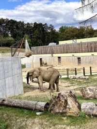 Animal festival at Zoo Bojnice 🐫🐘