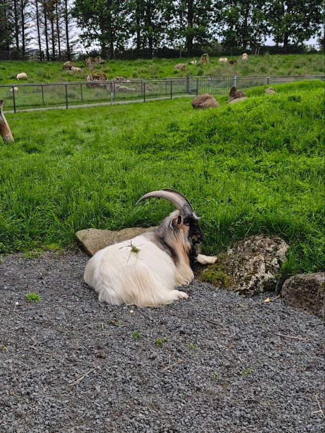 The pretty animals of Iceland