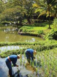 🌟 Enchanting Escapes: Chiang Mai's Four Seasons 🌿🏞️