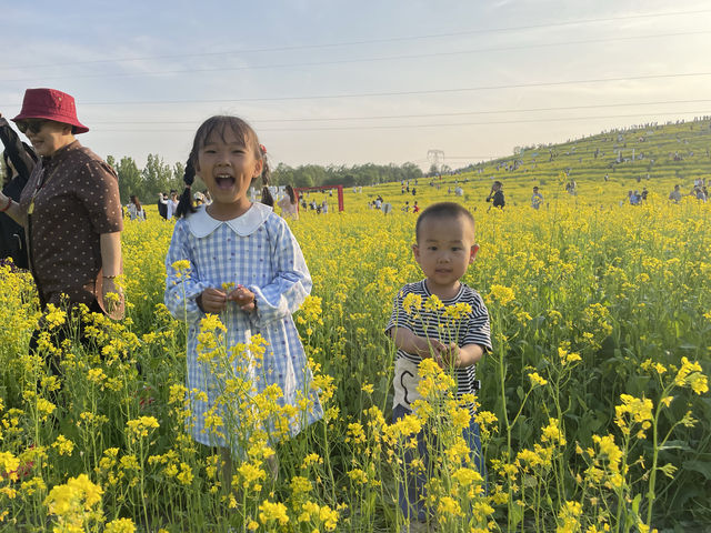 這油菜花也太美了吧！