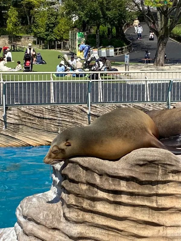 Discover Nagoya's Higashiyama Zoo and Botanical Gardens