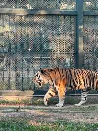 廣州動物園的小動物們你們都看了嗎