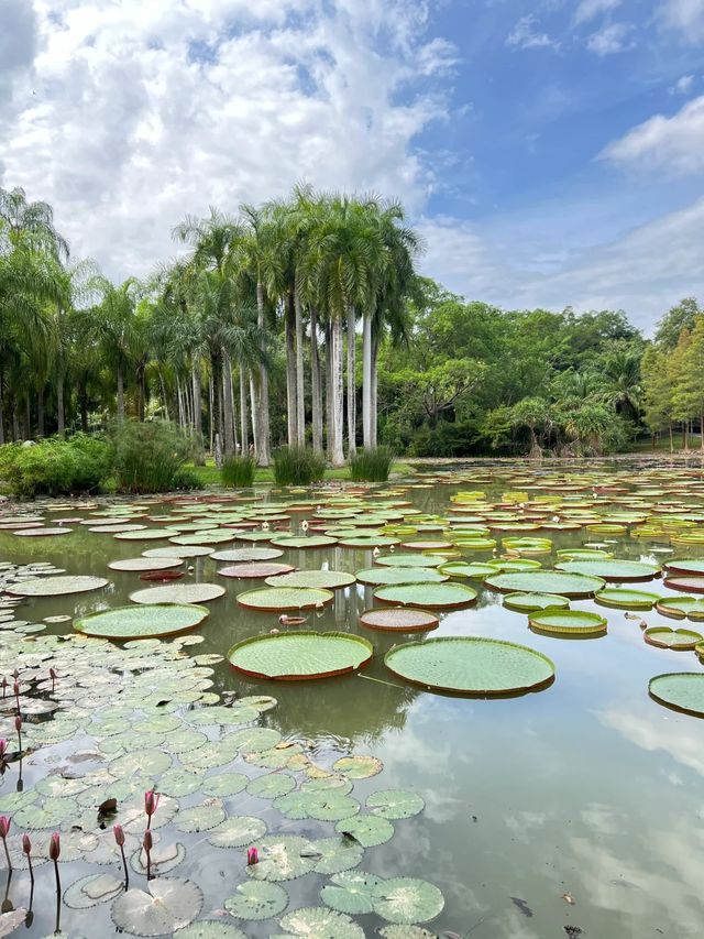 打卡西雙版納中科院植物園