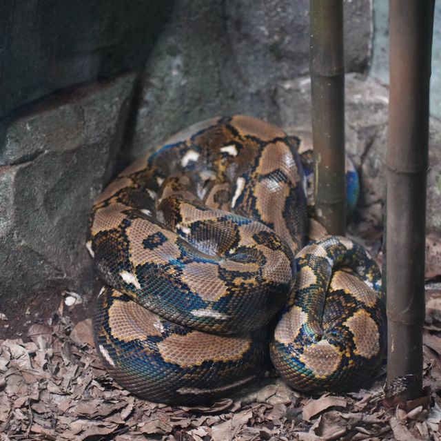 Singapore Zoo