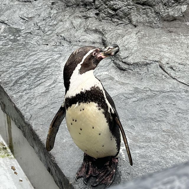 初北海道 旭山動物園へ🐻‍❄️