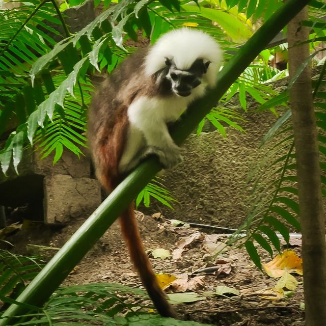 臺北市動物園｜多元化的園區｜