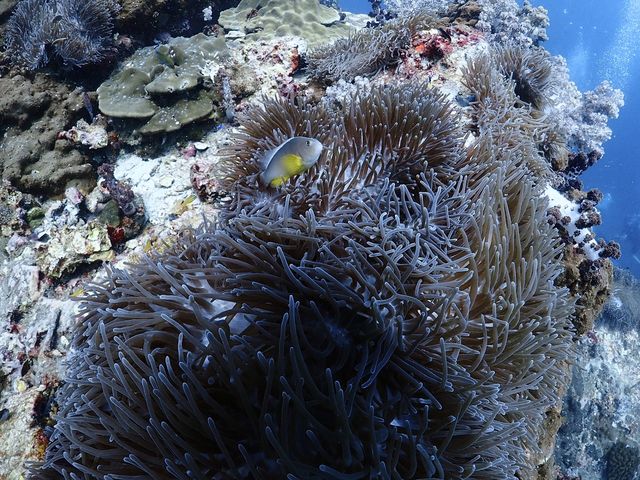 Liveaboard North Andaman 4 วัน 15 dive