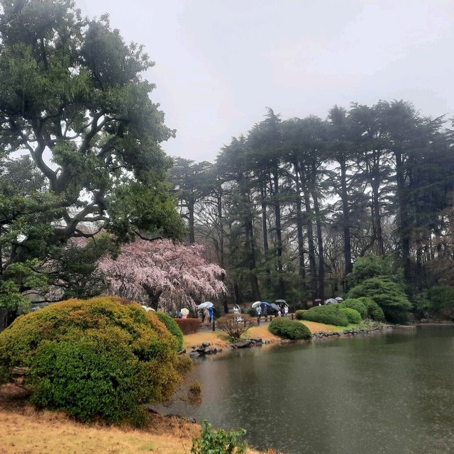 Early spring in Tokyo filled with blessings