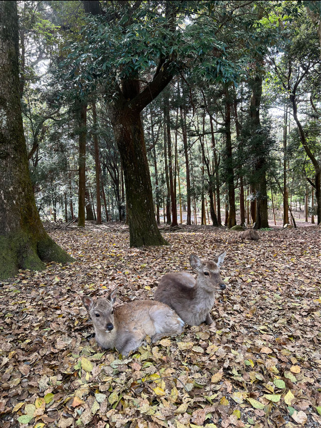 Nara Park Guide～ Day Trip from Kyoto 🦌🇯🇵