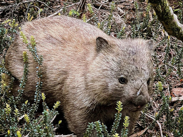 Cradle Mountain National Park: A Wilderness Adventure