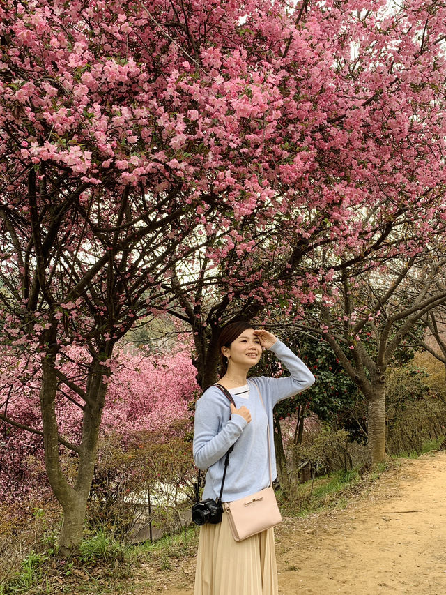 Chilbong: Blooming Wonders and Panoramic Views of Jeonju