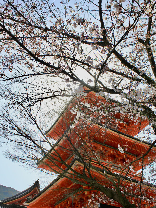 Morning Splendor at Kiyomizu-dera: Beauty Amidst the Crowds