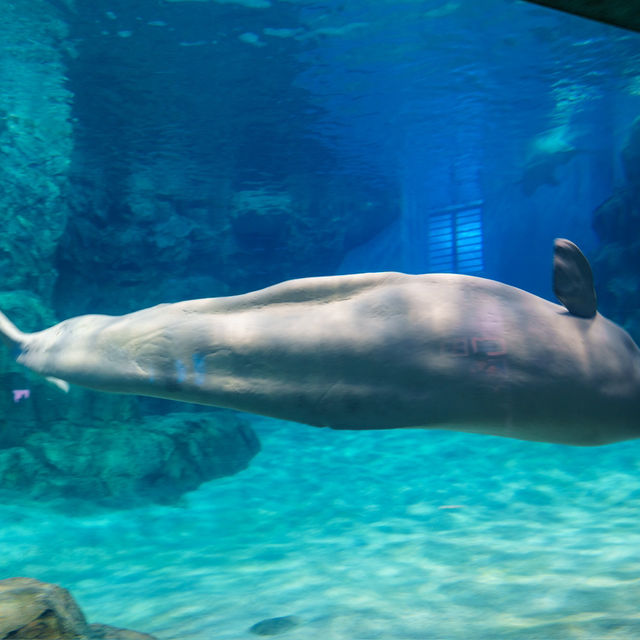 名古屋港水族館