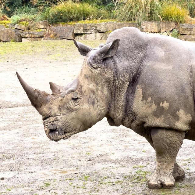 Dublin Zoo is just WoW 🗺️