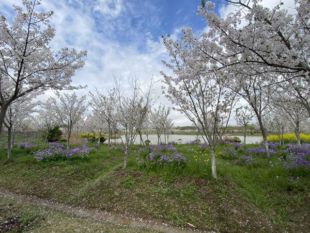 上海海灣國家森林公園四月櫻花季