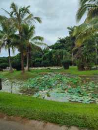 西雙版納中科院植物園——熱帶雨林。