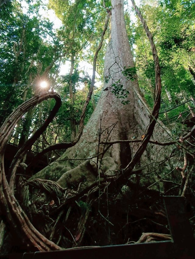 Xishuangbanna Botanic Garden: Real Jungle Garden!